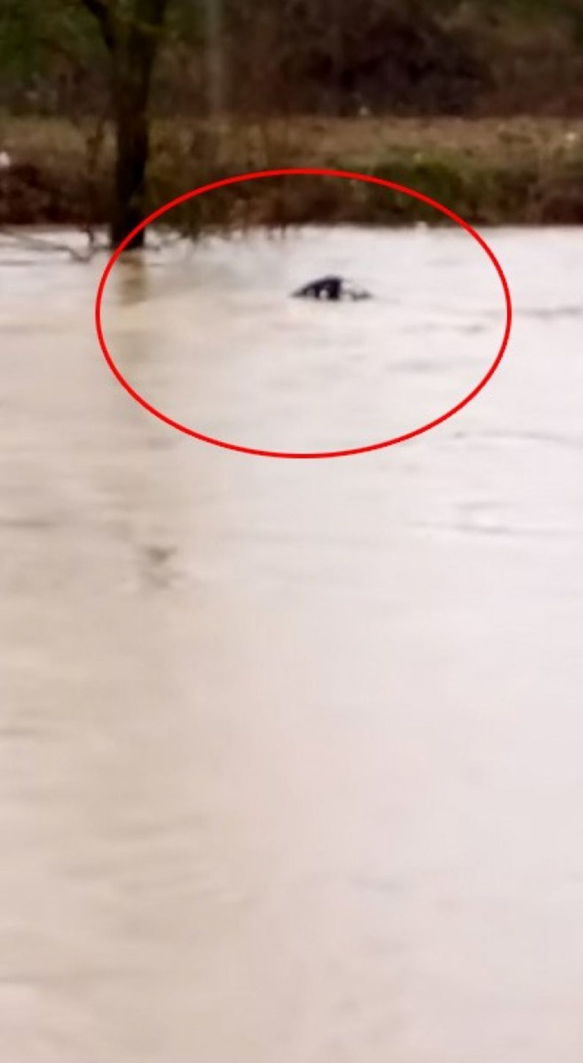 Bursa'da taşan dere suyuna kapılan dana