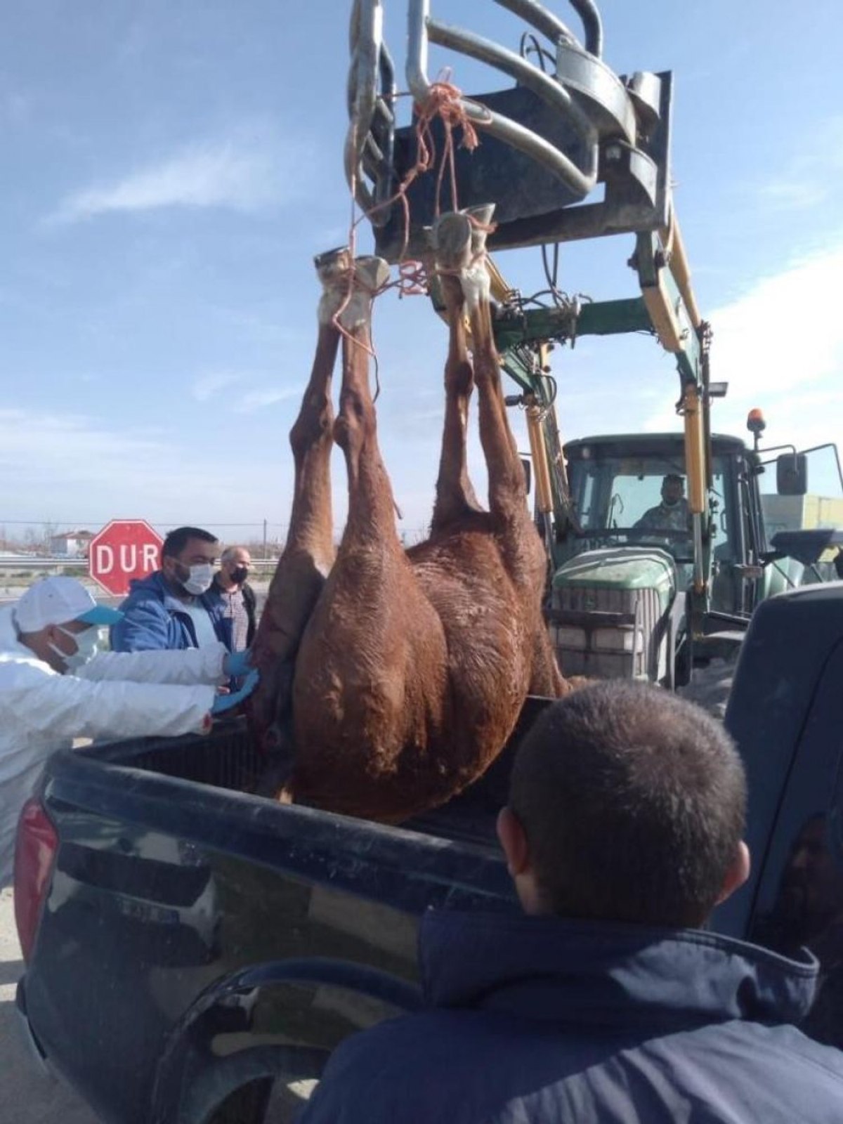 Aksaray'da otomobilin çarptığı yaralı at, çiftçinin dikkati sayesinde kurtuldu