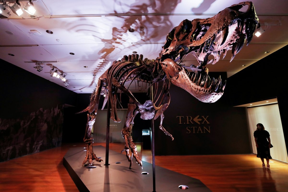 T-Rex dinozor türünün sanılandan oldukça yavaş yürüdüğü tespit edildi