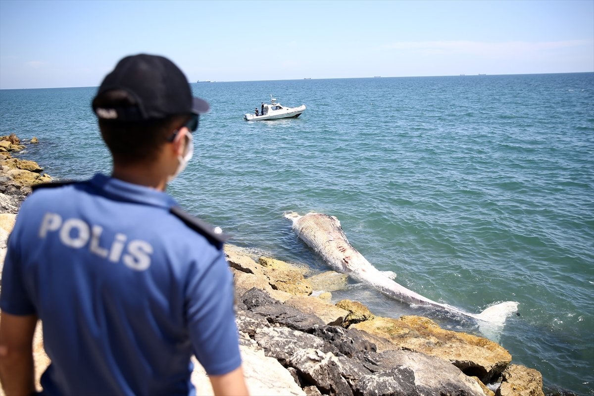 Mersin sahiline 8 metrelik balina vurdu