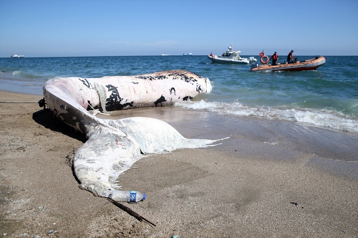 Mersin'de karaya vuran balinanın ölüm nedeni