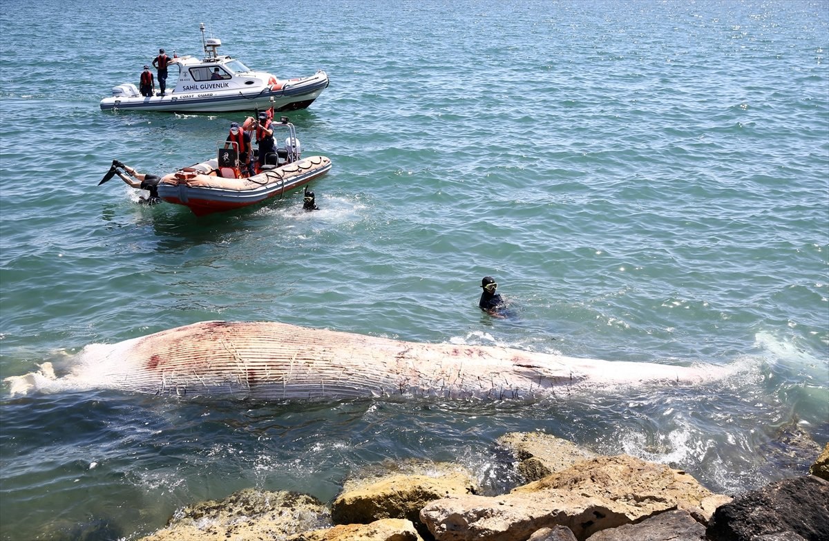 Mersin'de karaya vuran balinanın ölüm nedeni
