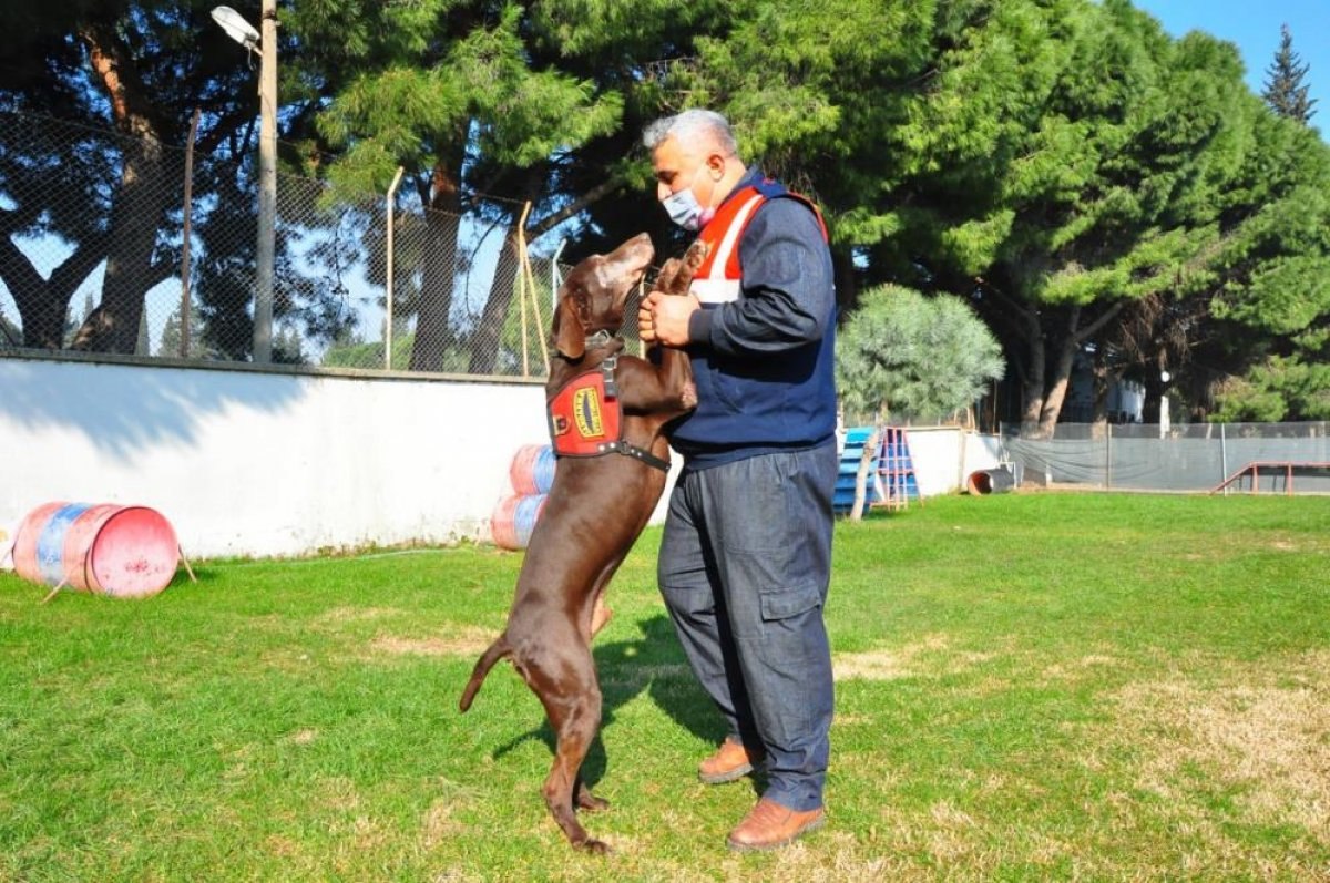 Manisa'da narkotik köpeği Volta emekli oldu