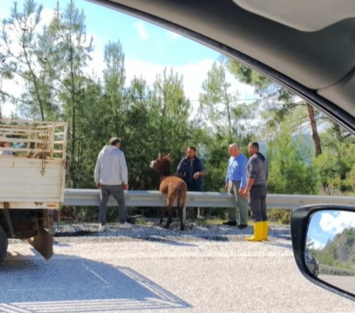 Muğla'da bariyerlerde asılı kalan eşeği çevredeki vatandaşlar kutardı