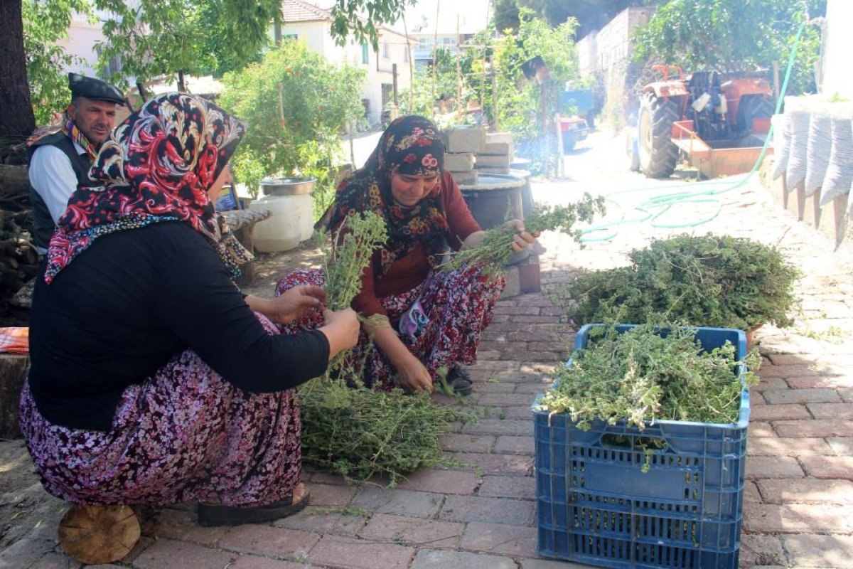 Aydınlı kadınlar, koronadan korunmak için kekik suyu çıkarıyor