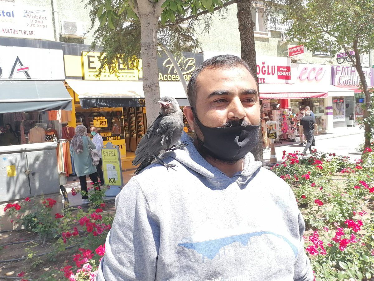 Niğde'de beslediği karga, omuzundan inmiyor