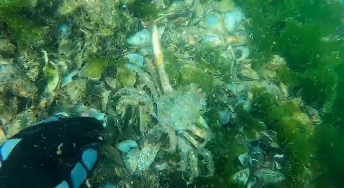 Müsilajın deniz altındaki tahribatı böyle görüntülendi