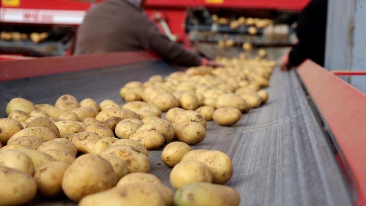 Patates üretiminin yarısından fazlasında yerli tohum kullanılıyor