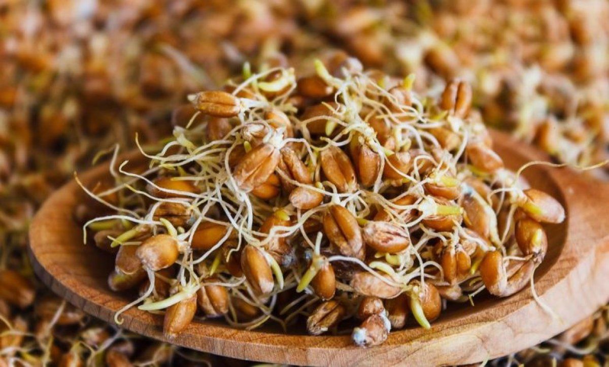 Ruşeym nedir