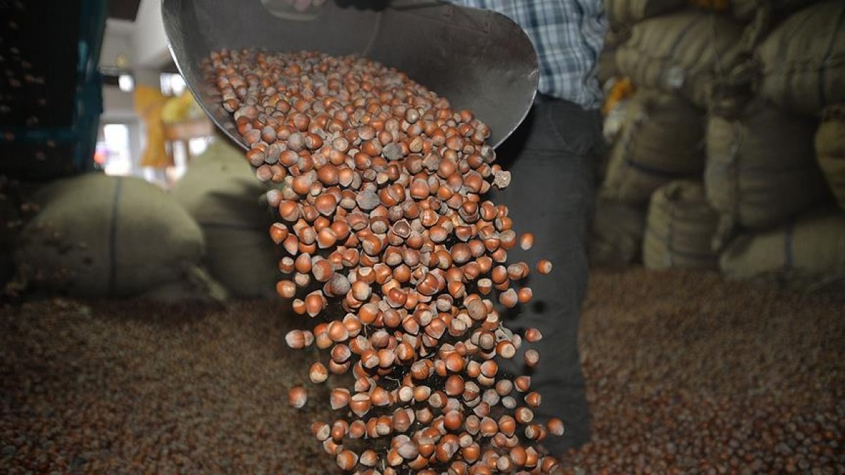 Fındıkta üreticinin taban fiyat beklentisi en az 30 lira