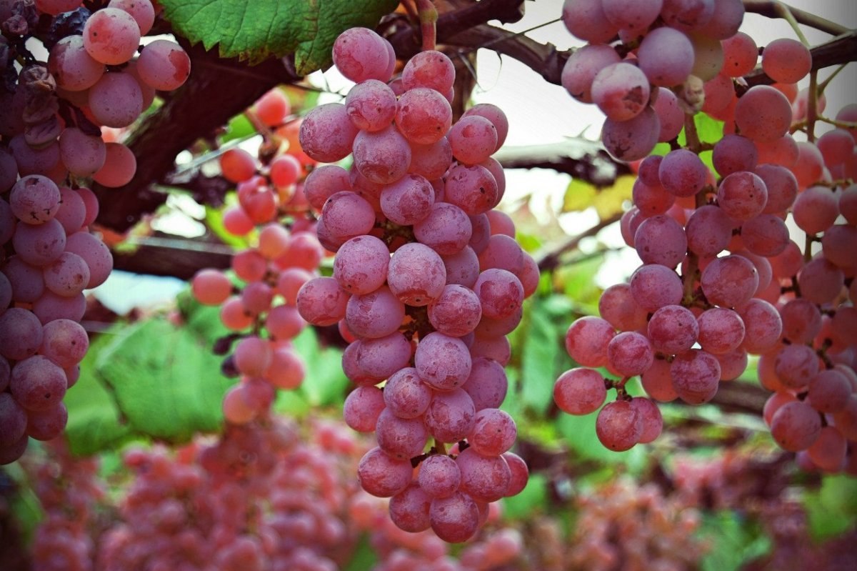 Resveratrol nedir