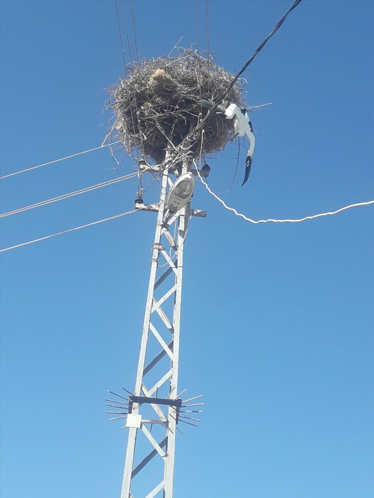 Elazığ'da elektrik teline takılan leyleği itfaiye kurtardı
