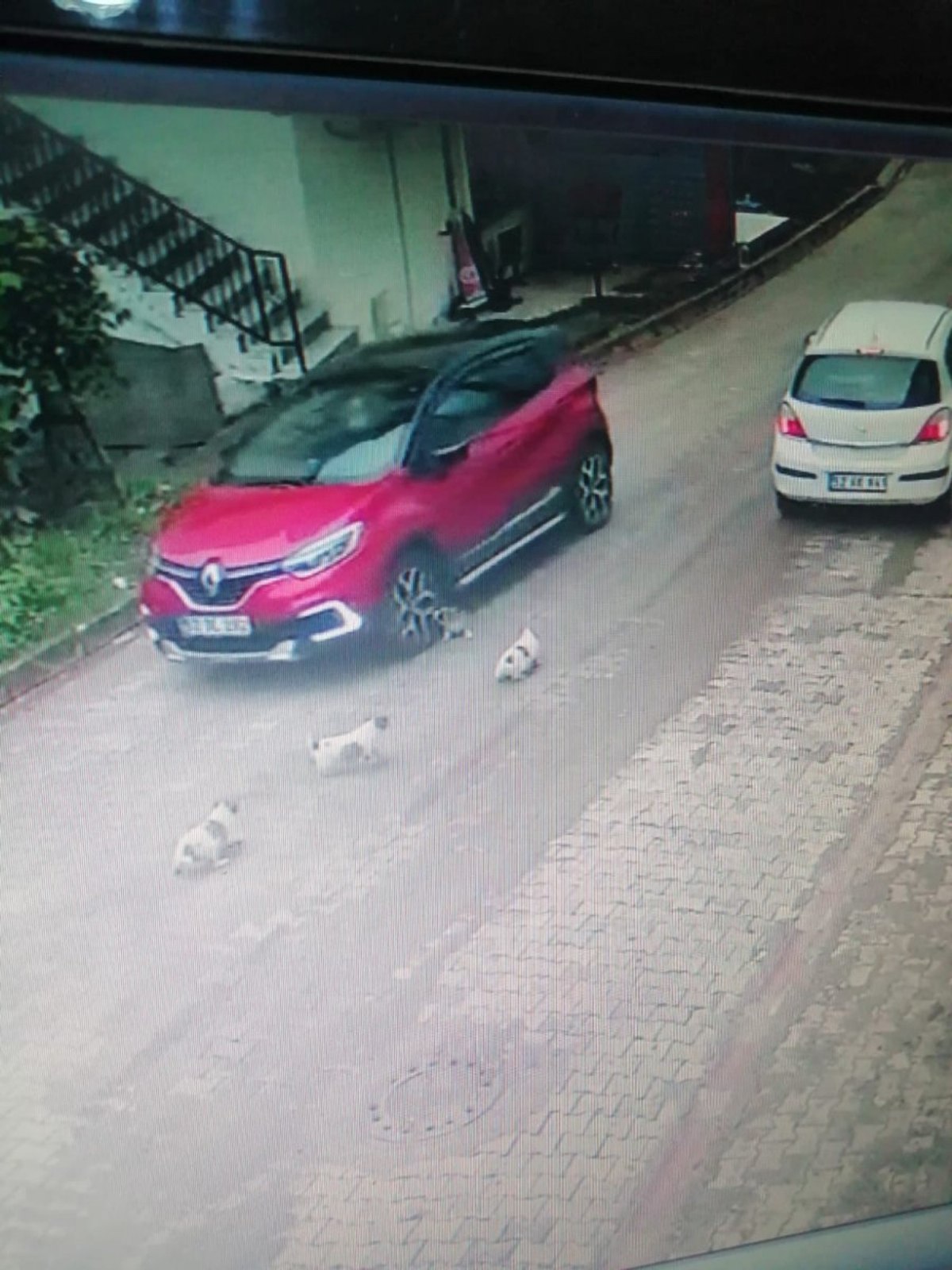 Ordu'da yavru köpeği ezip, yoluna devam etti