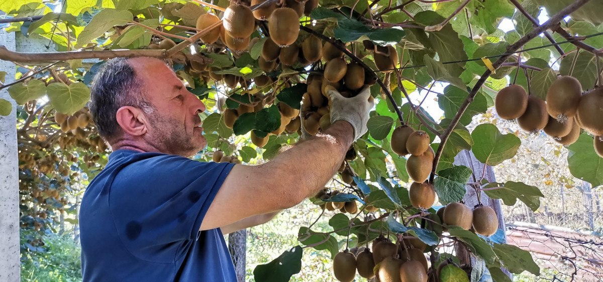 Ordu kivisinde hasat başladı