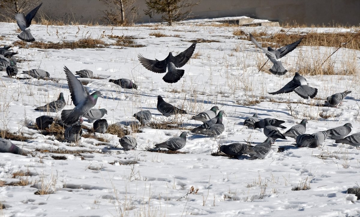 Erzurum, Kars ve Tunceli'de kar yağışı etkili