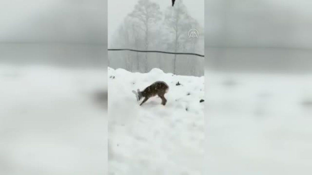Düzce'de karda oynayan karaca yavrusu görenleri gülümsetti