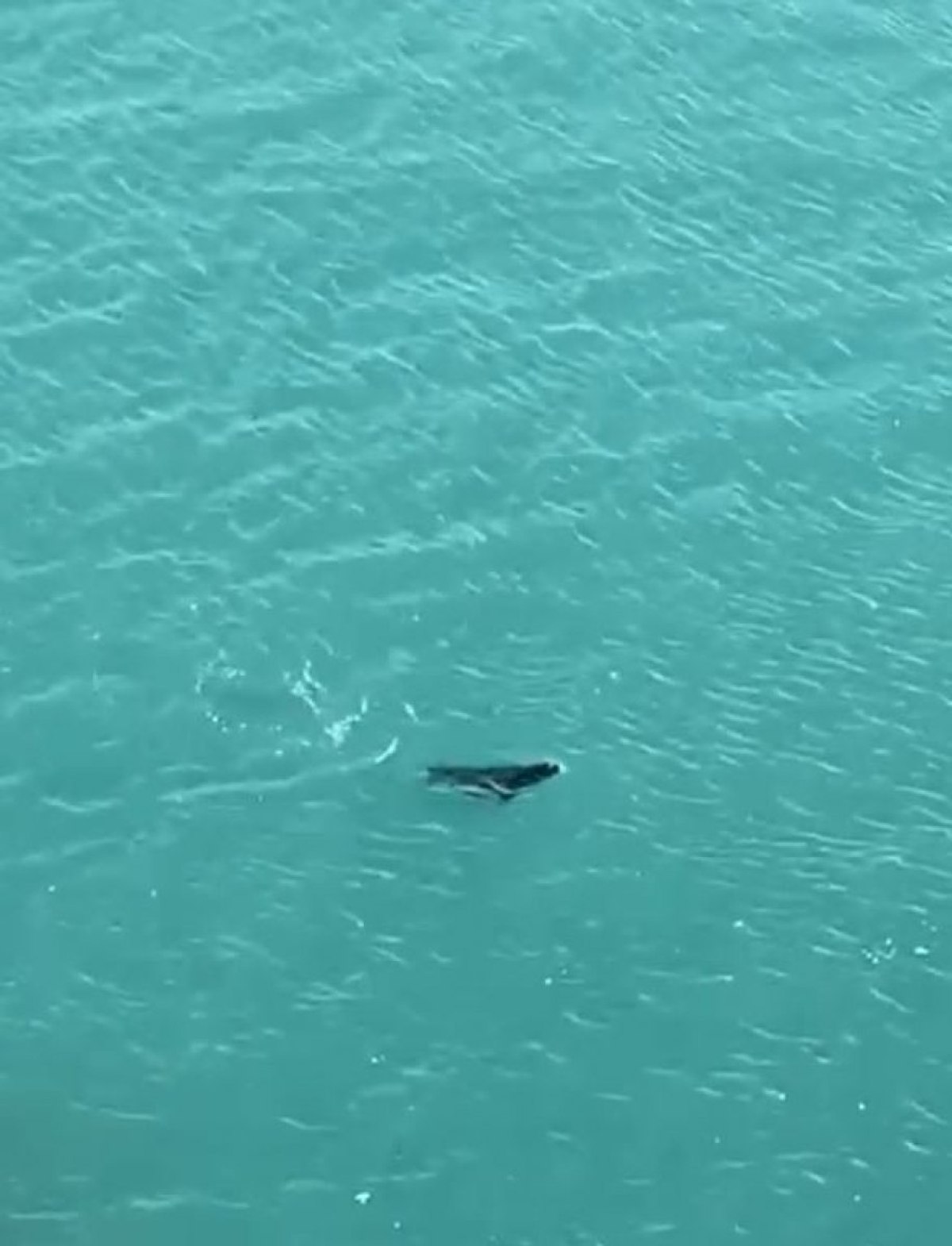 Antalya'da falezlerde fok balığı görüldü
