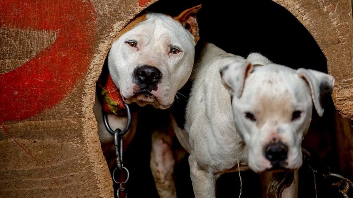 Yasaklı köpek ırklarının kaydı için son gün