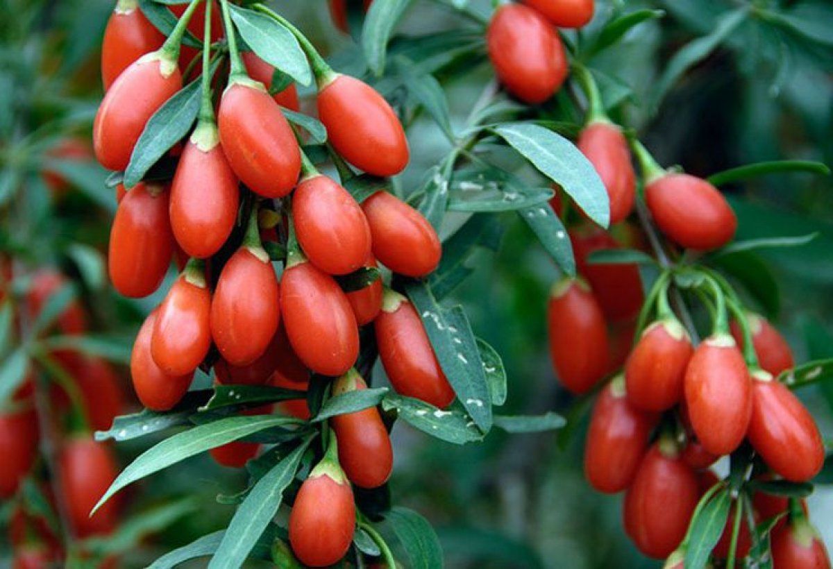 Goji berry nedir