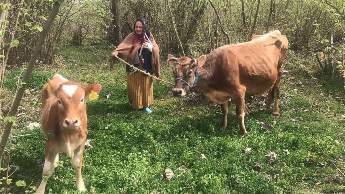 Ordu Valisi’nden istediği ineğe kavuştu, gözyaşı döktü