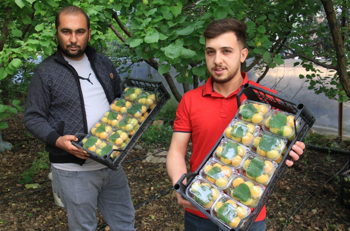 Mersin’deki turfanda kayısılar, Katar ve Dubai yolcusu