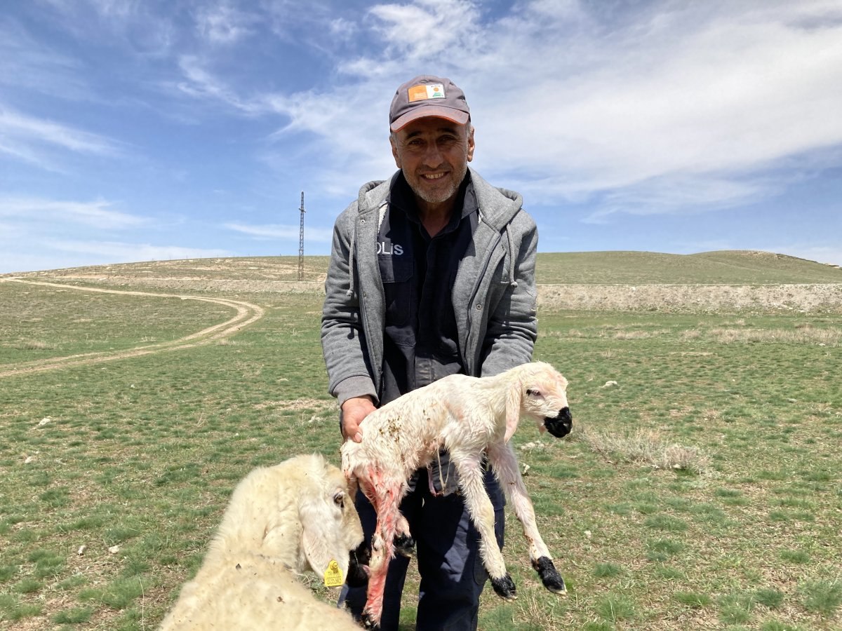 Sivas'ta yenidoğan kuzunun halleri