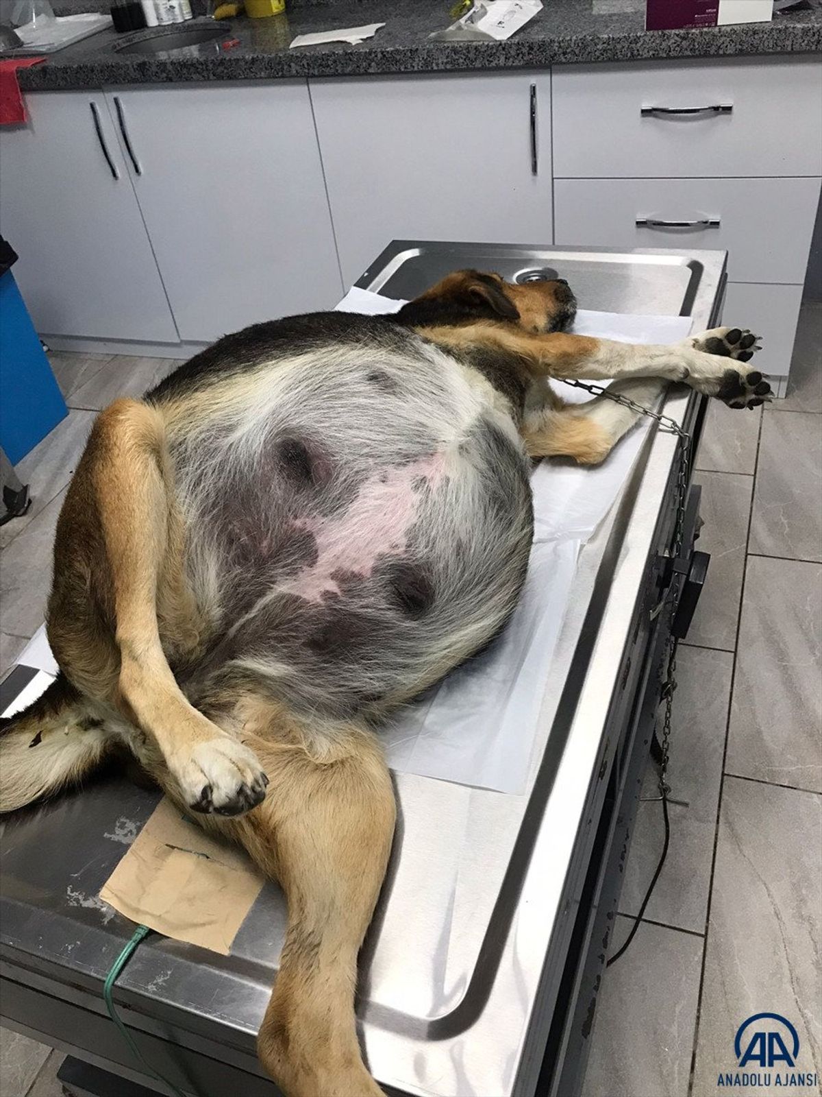 Giresun'da rahmi 23.5 kiloya ulaşan köpek ameliyat edildi