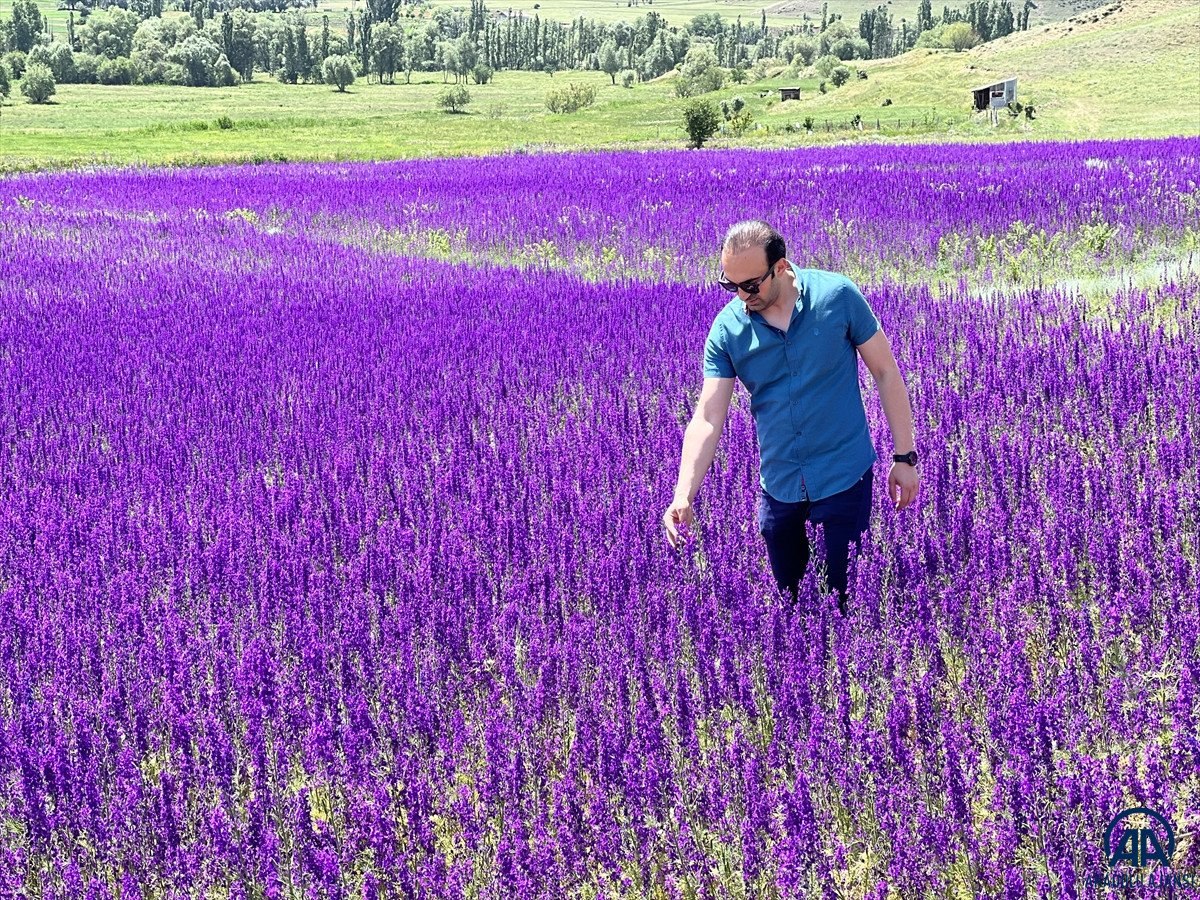 Erzurum'da mor renkli çiçekler görsel şölen oluşturuyor
