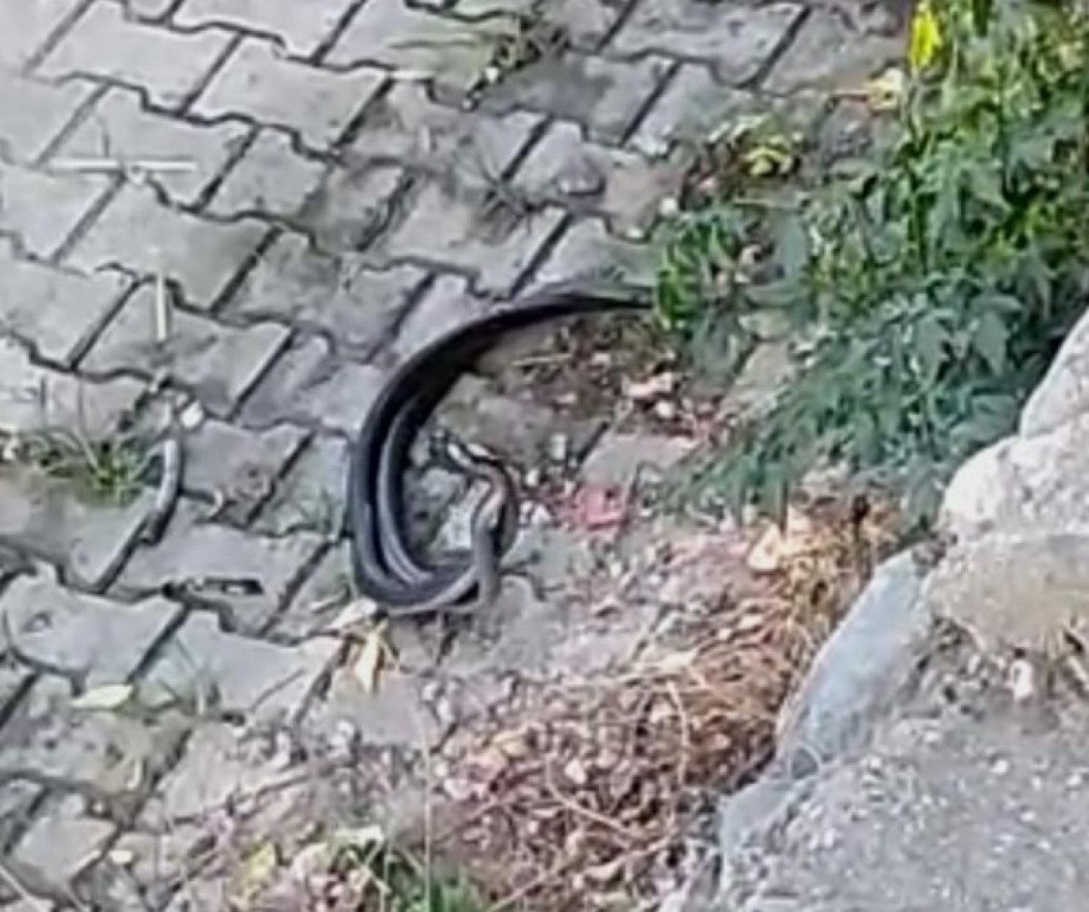 Hatay'da sokak ortasında iki yılan görüldü