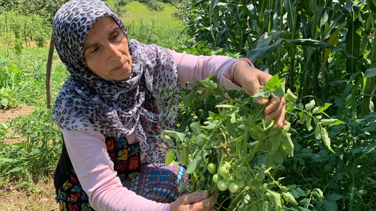 Sakarya'da tarlaya ekilen patates, domates olarak büyüdü