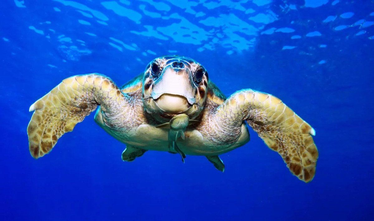 İztuzu Plajı'nda caretta carettalara ‘dokunmayın’ uyarısı