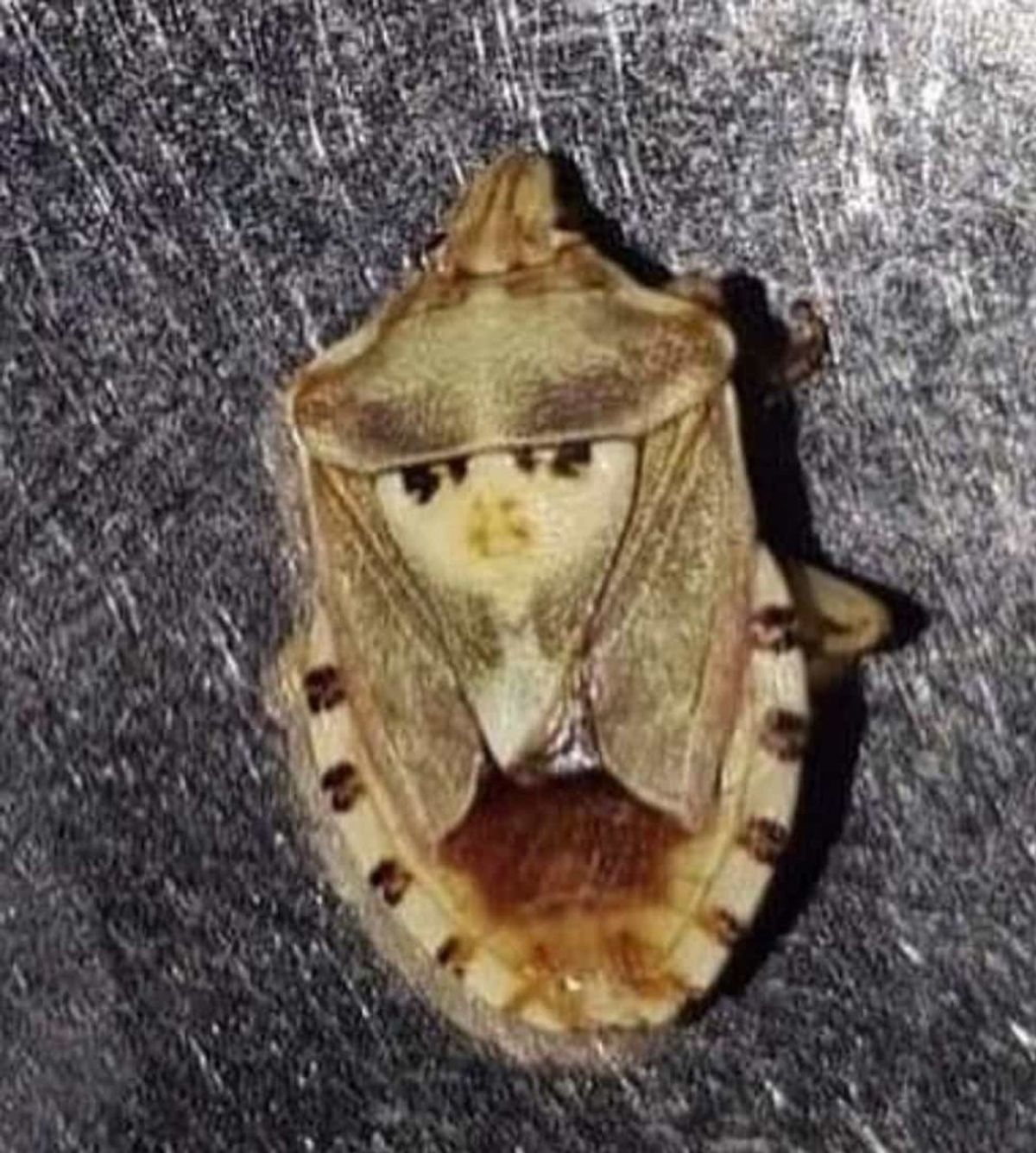 Batman'da kavunun içinden benekli kalkan böceği çıktı