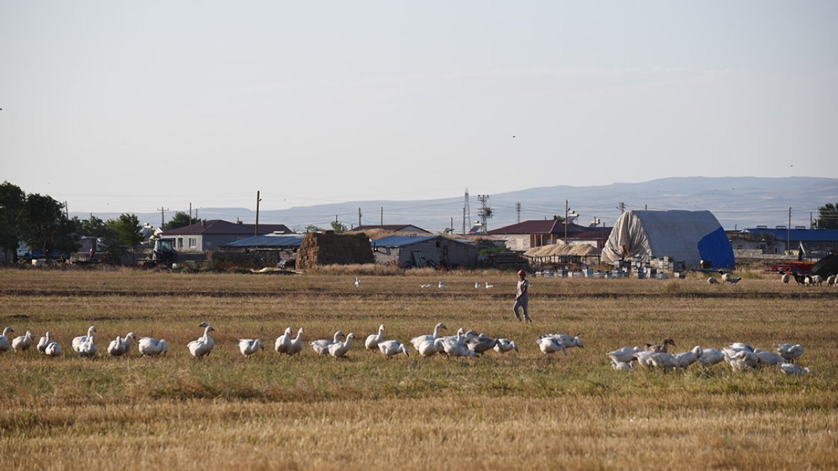 Kars'ın kazları özenle büyütülüyor