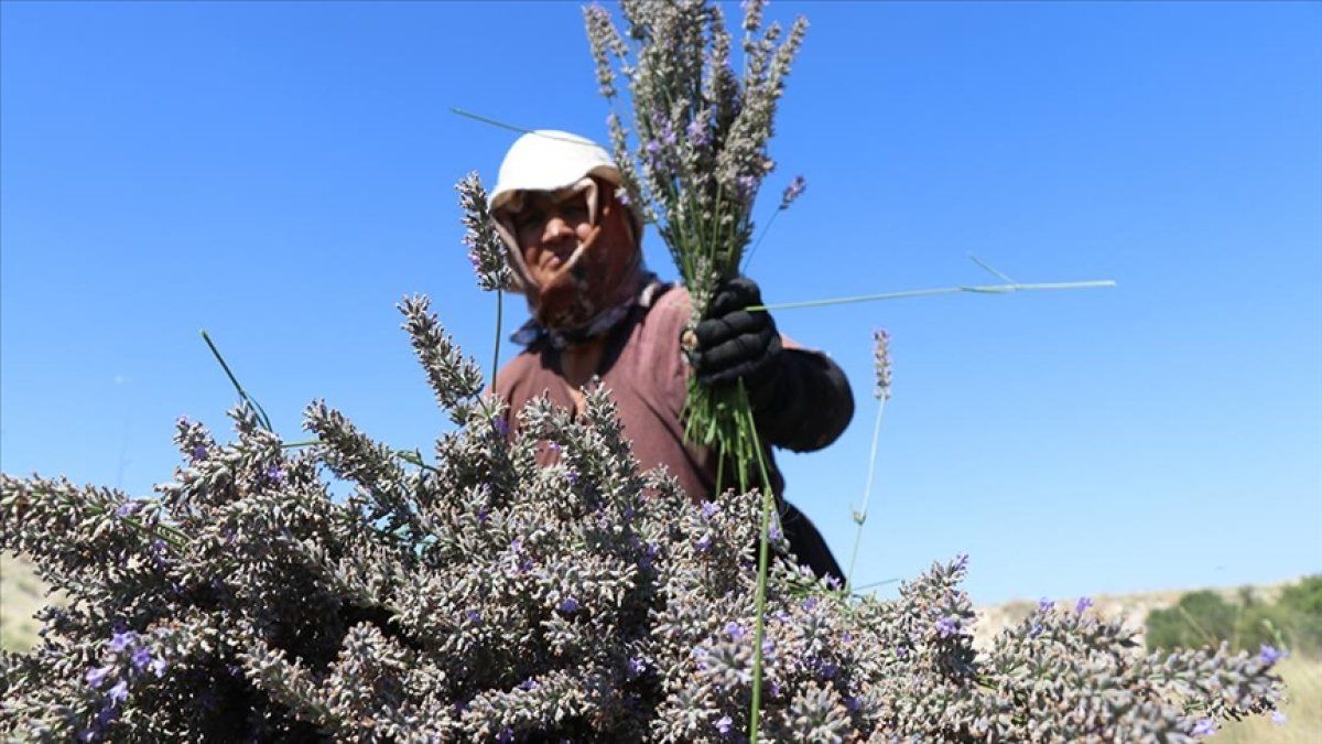 Isparta ve Burdur'da lavanta hasadı başladı