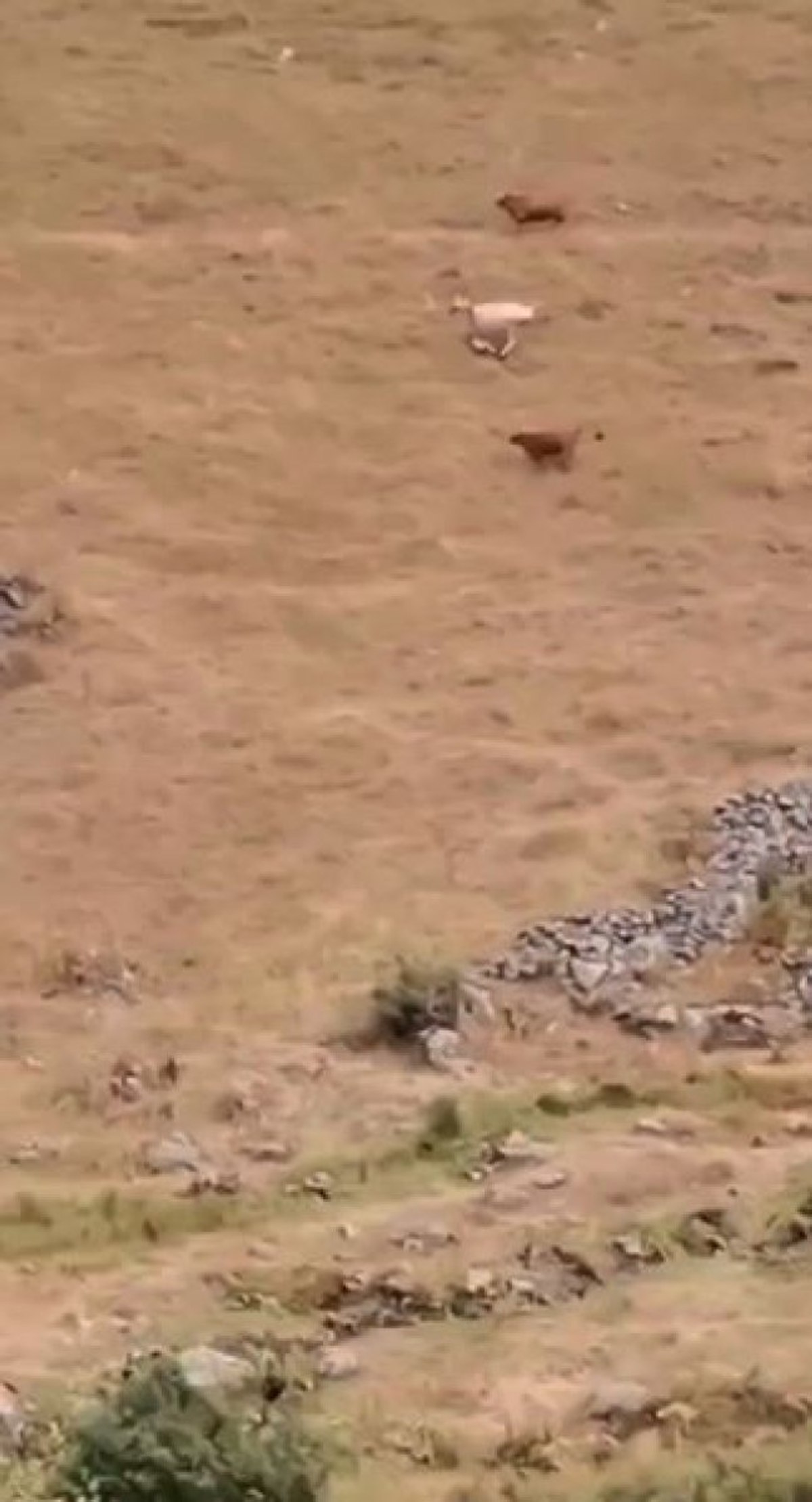 Artvinli genç, hayvanlarına koşan ayıya bağırdı