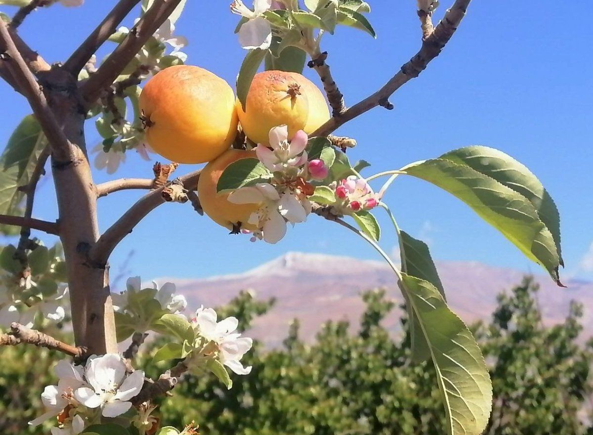 Erzincan'da sonbaharda kar yağarken çiçek açan elma ağacı şaşırttı