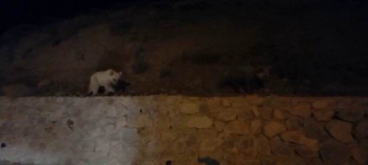 Tunceli'de 10 ayı şehir merkezine indi