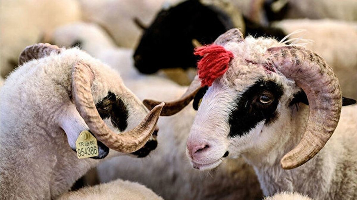 2023 Kurban Bayramı ne zaman, hangi tarihte?