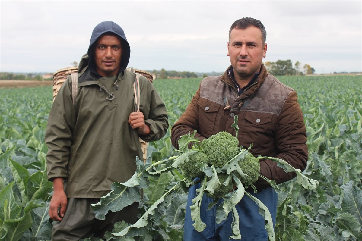 Samsun'da brokoli hasadı başladı