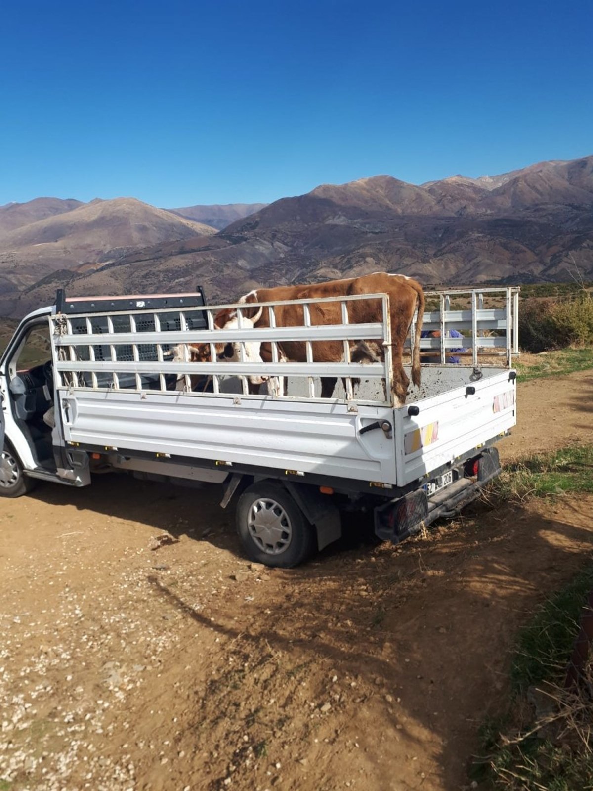 Tunceli'deki yangında inekleri telef olan aileye hediye