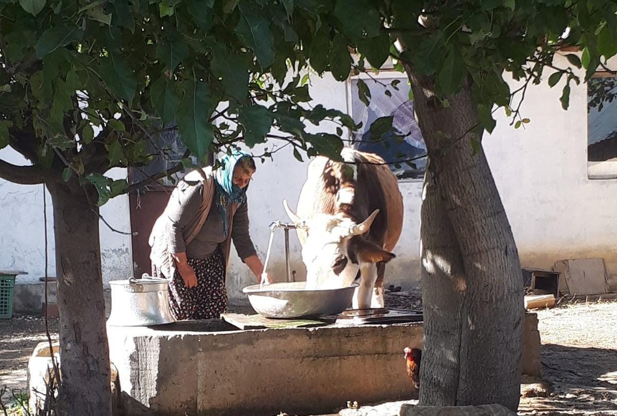 Tunceli'deki yangında inekleri telef olan aileye hediye