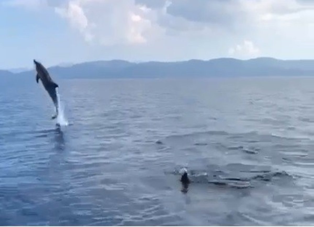 Muğla'da yunusların görsel şovu