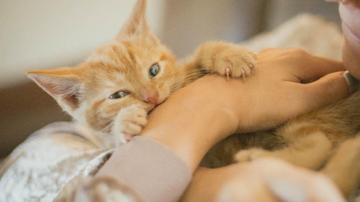 Kuduz kedi nasıl anlaşılır? Kedilerden kuduz bulaşır mı?