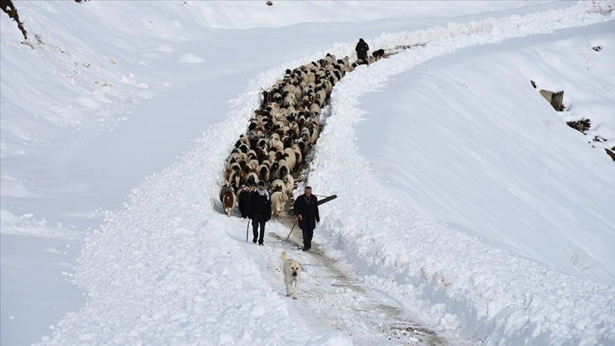 Hakkari'de sürülerin kente göçü başladı
