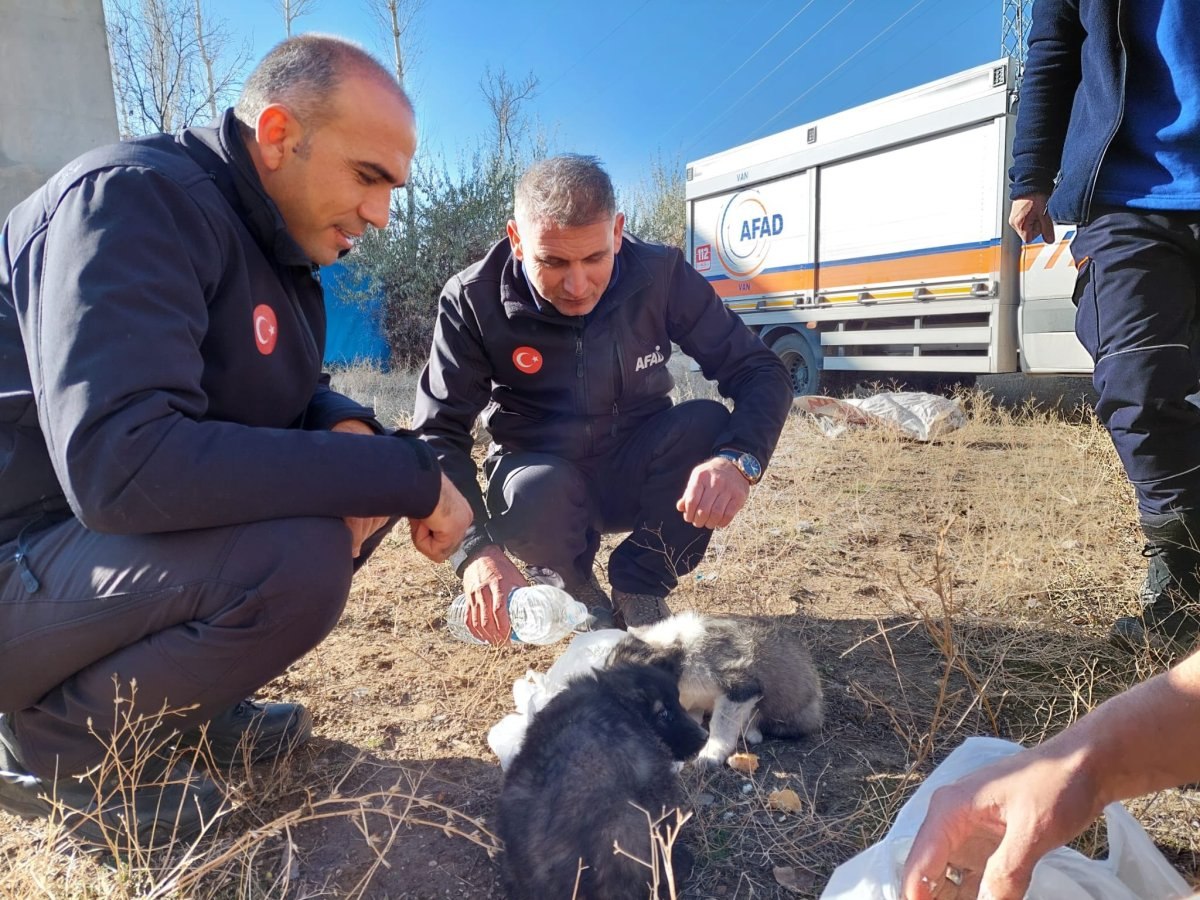 Van'da 2 yavru köpek 20 metrelik kuyudan düştü