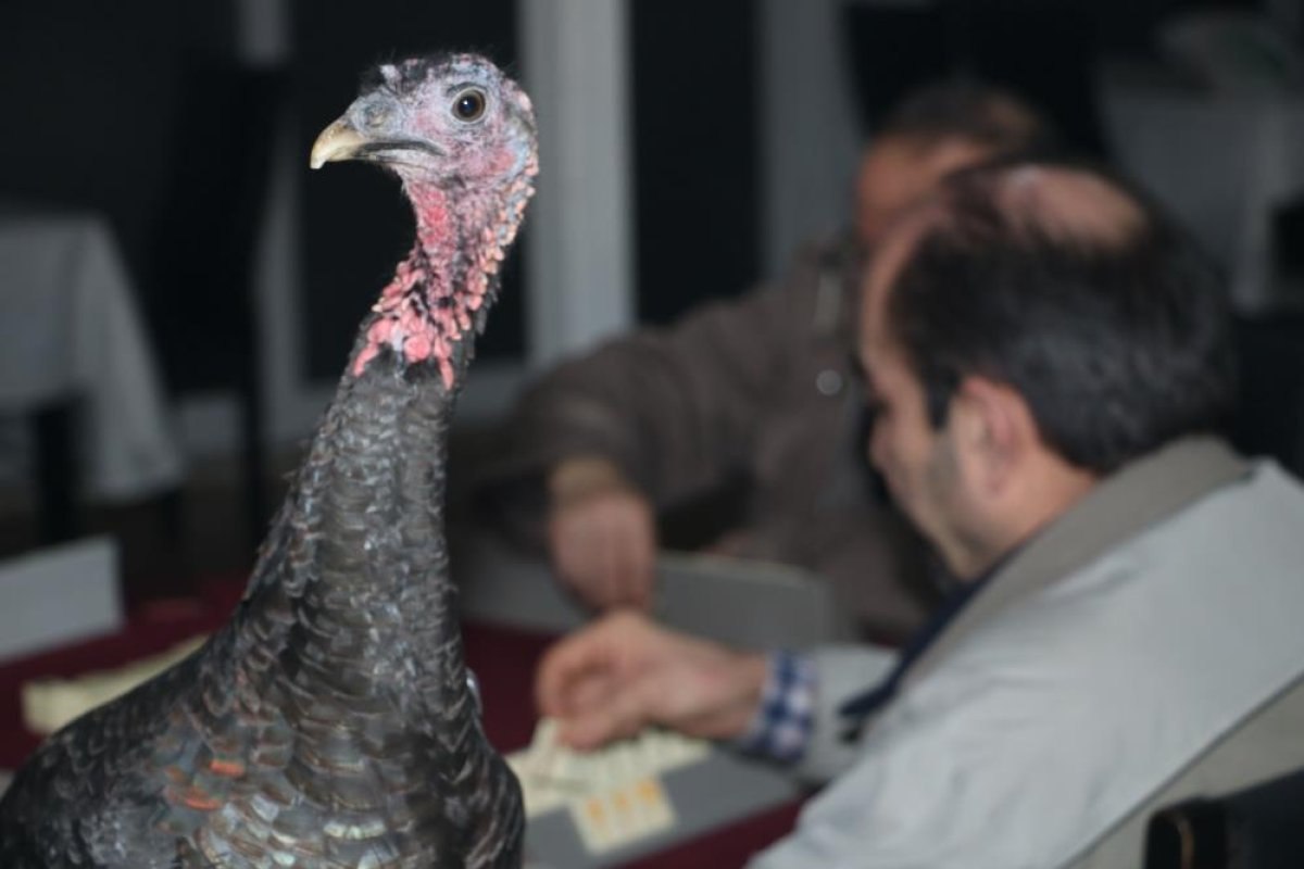 Zonguldak'ta hindi ödüllü okey turnuvası
