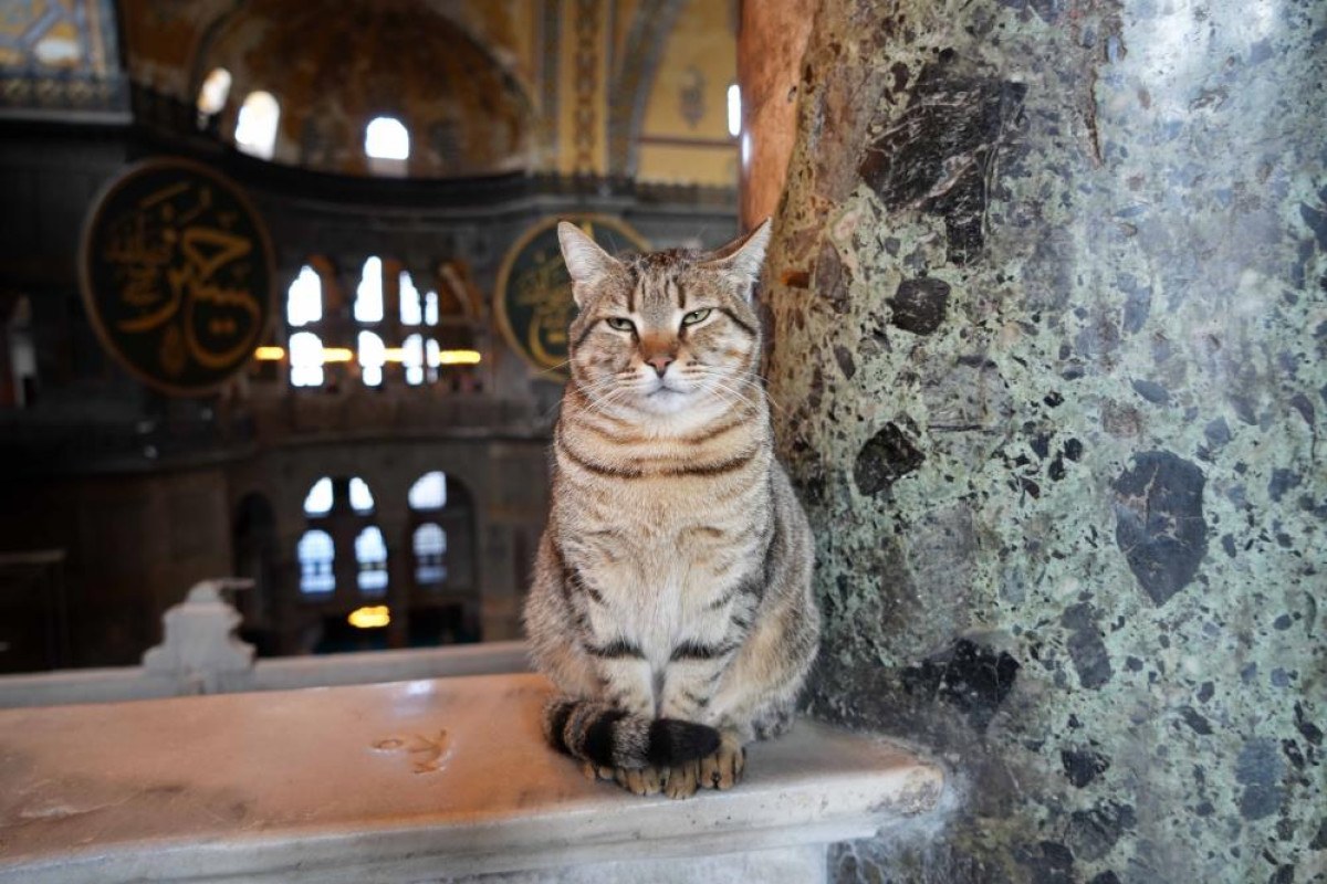 Ayasofya Camii’nin simge kedisi Gli'nin yeri doldu