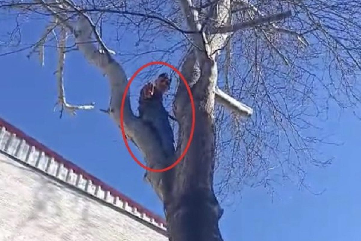 Polisten kaçmak isteyen hırsız ağaca çıktı! - Resim : 1