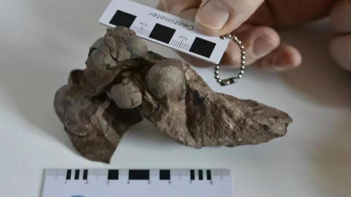 Unveiling the World’s Smallest Dinosaur Eggs: A Shocking 80-Million-Year-Old Discovery in China