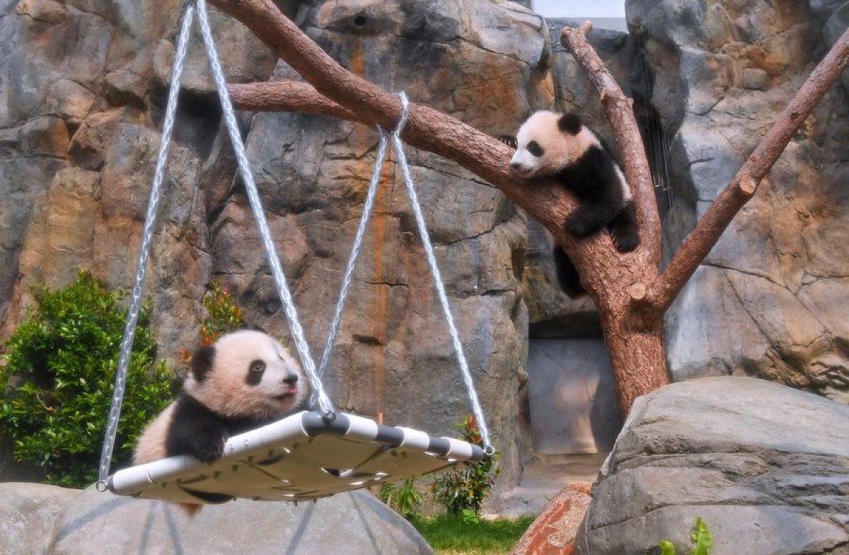İkiz Panda Yavruları, Ziyaretçilerin Kalbini Kazandı